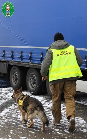 [VIDEO] Shila pomogła wytropić 16 ton krajanki tytoniowej wartej prawie 12 mln zł